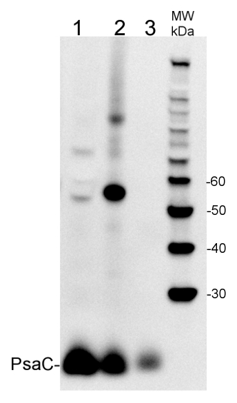 western blot detection of PsaC using Agrisera primary and secondary antibodies